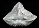 Pyrite Replaced Brachiopod (Paraspirifer) - Ohio #55449-1